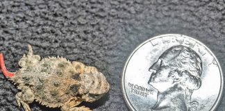 Zoo Miami hatches threatened horned lizards destined for wild Zoo Miami hatches threatened horned lizards destined for wild