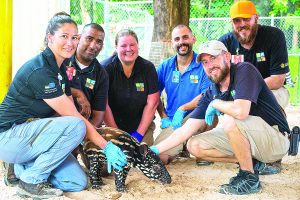 Zoo Miami announces birth of endangered Malayan tapir