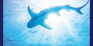 Moss Arts Center to present Netflix’s Our Planet Live: Life on Our Planet Moss Arts Center to present Netflix’s Our Planet Live: Life on Our Planet