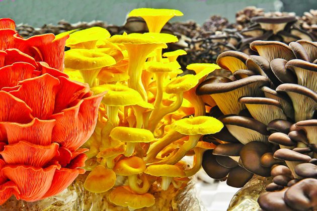 Lion Farms offers wide variety of organic Florida mushrooms