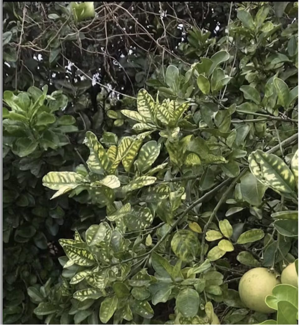 A few pale lemons growing in spotted foliage