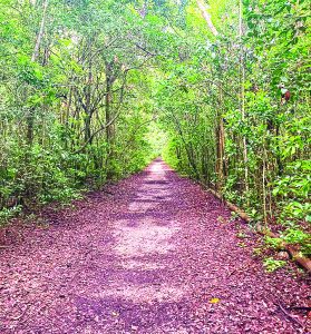 West Matheson Hammock should be extension of Fairchild Garden