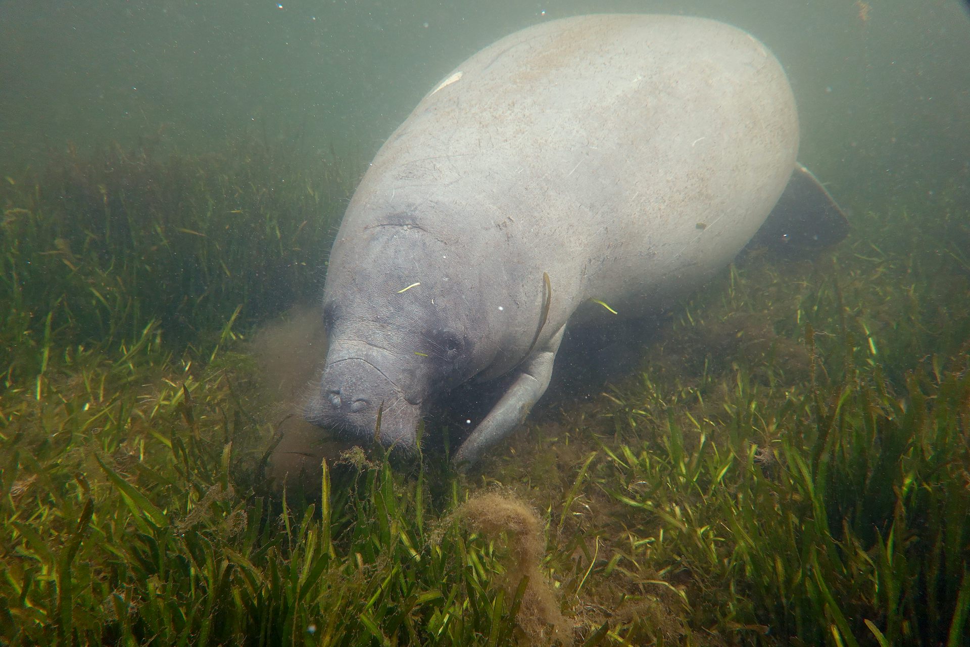 Manatee feeds on green vegetation in murky water