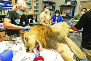 Zoo Miami lion, Kwame, receives physical exam