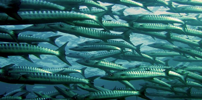 Barracudas in Miami