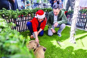 Latin Cafe 2000 celebrates 7th annual Pig Pardoning Ceremony