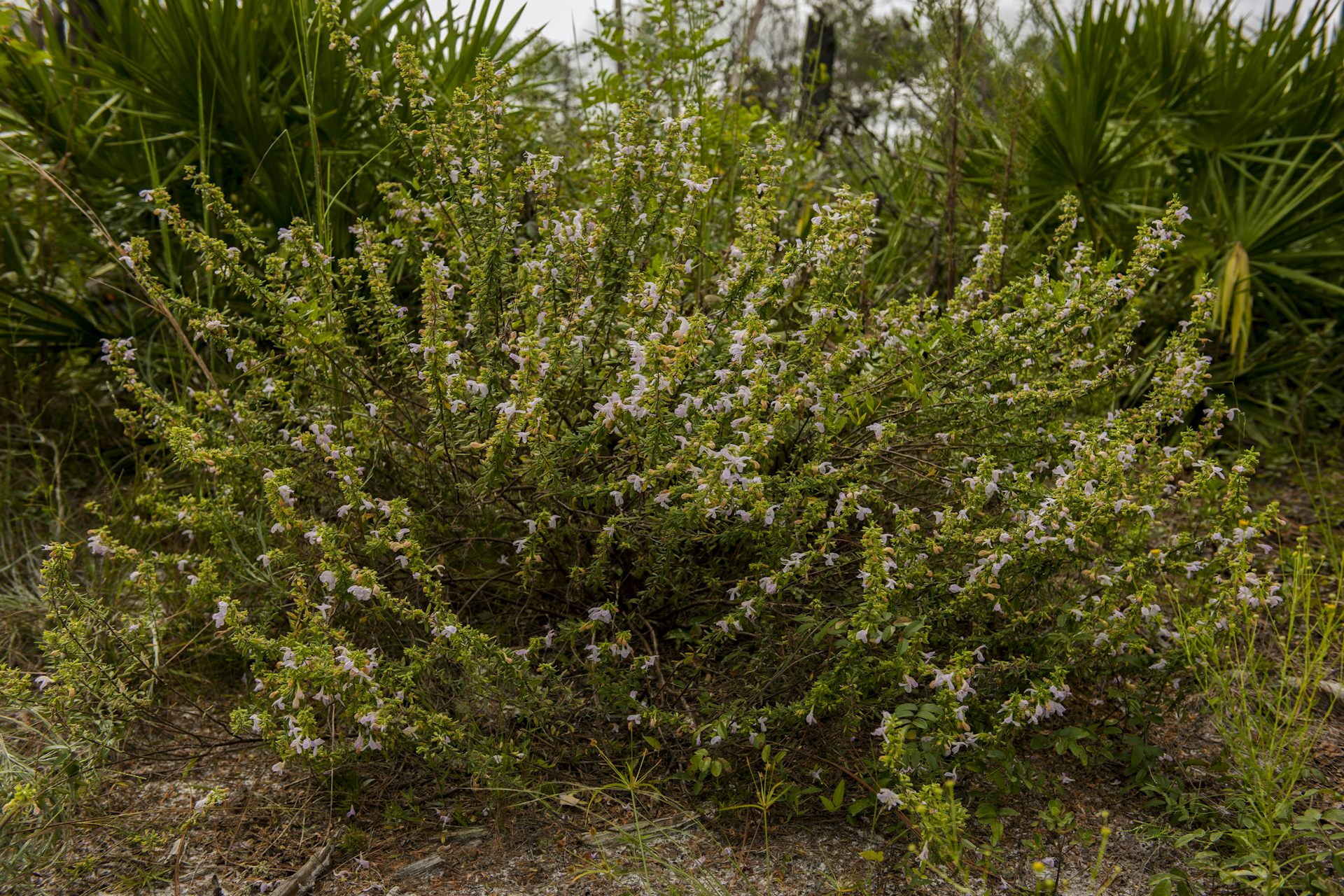 A large rangey bush