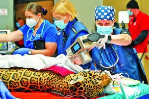 Keeping animals healthy means a visit to dentist at Zoo Miami