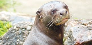 Zoo Miami says goodbye to oldest Giant River Otter Zoo Miami says goodbye to oldest Giant River Otter