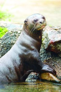 Zoo Miami says goodbye to oldest Giant River Otter