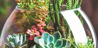 Seniors can make a one-of-a-kind terrarium at village crafting event Seniors can make a one-of-a-kind terrarium at village crafting event