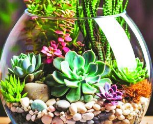 Seniors can make a one-of-a-kind terrarium at village crafting event