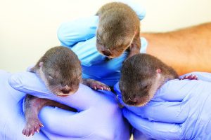 Three North American river otters born at Zoo Miami