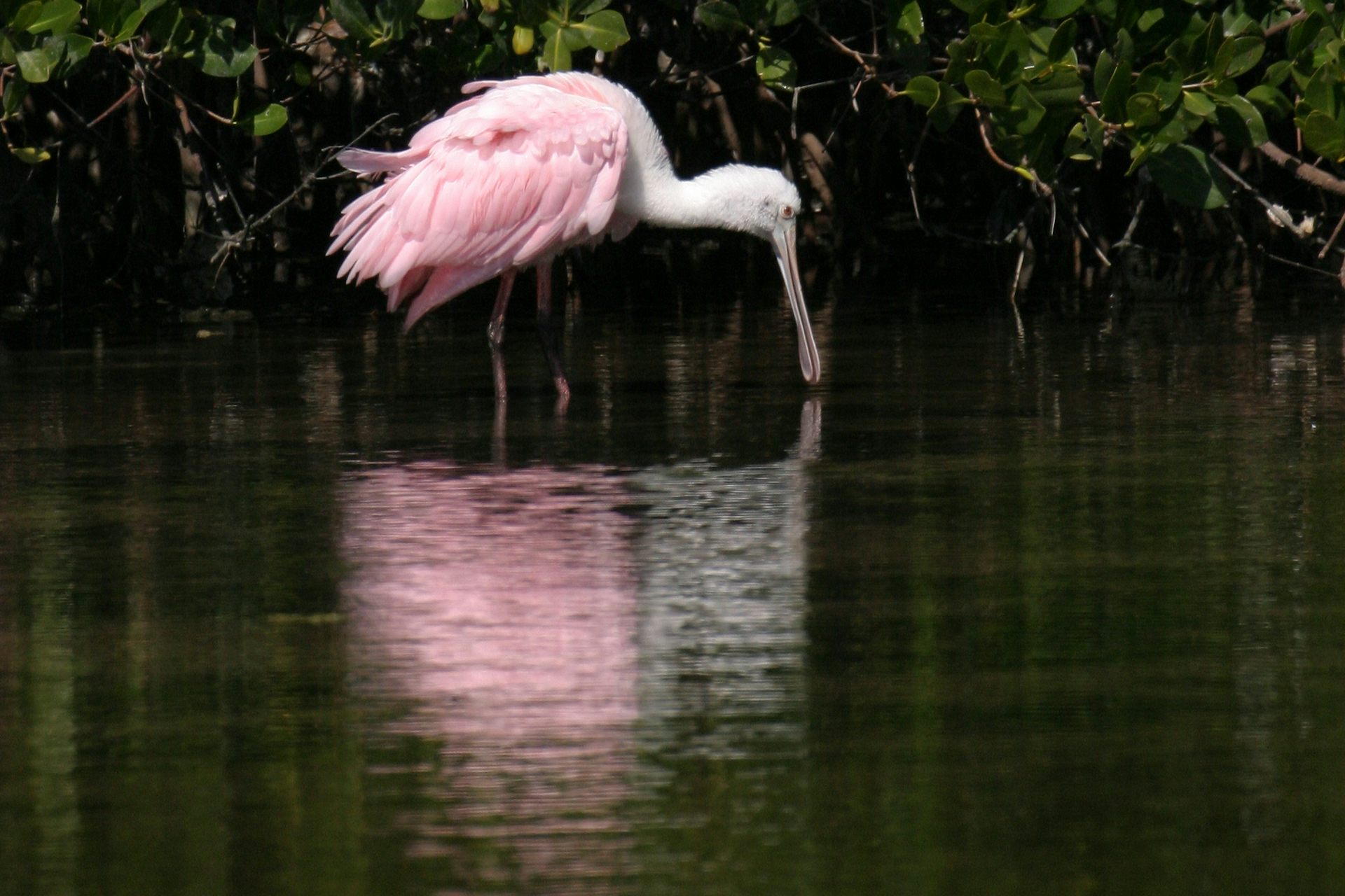 A pink bird with a flat beak like a paddle wades along the edge of a mangrove. Restoration work to protect water supplies has also improved the habitat for waterbirds.