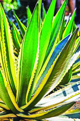 Explore the “Jungley” legacy garden at Pinecrest Gardens