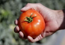 Florida Tomato Growers Rejoice over Trump Administration Decision to End U.S.-Mexico Agreement
