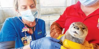 Zoo Miami’s N. American river otter pups are growing rapidly Zoo Miami’s N. American river otter pups are growing rapidly
