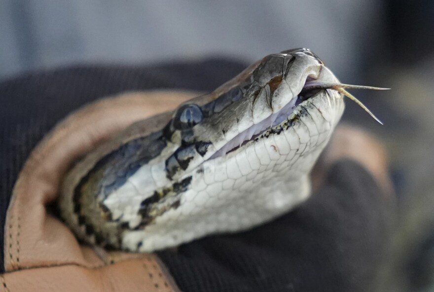 The images of cobras and other snakes have been as cultural symbols going back to ancient Egypt.