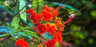 88th Royal Poinciana Fiesta set for June 7-15, 2025 88th Royal Poinciana Fiesta set for June 7-15, 2025