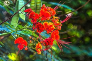 88th Royal Poinciana Fiesta set for June 7-15, 2025