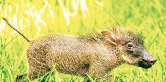 Zoo Miami warthog destined to become new ambassador! Zoo Miami warthog destined to become new ambassador!