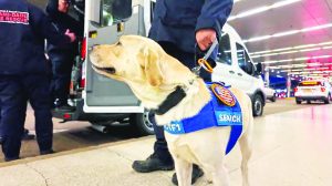 MDFR deploys 2 canine search teams to Texas