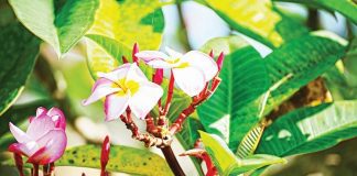 Spotlight on the garden: scented selections from the horticulture team at Pinecrest Gardens Spotlight on the garden: scented selections from the horticulture team at Pinecrest Gardens