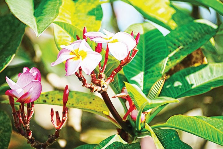 Spotlight on the garden: scented selections from the horticulture team at Pinecrest Gardens