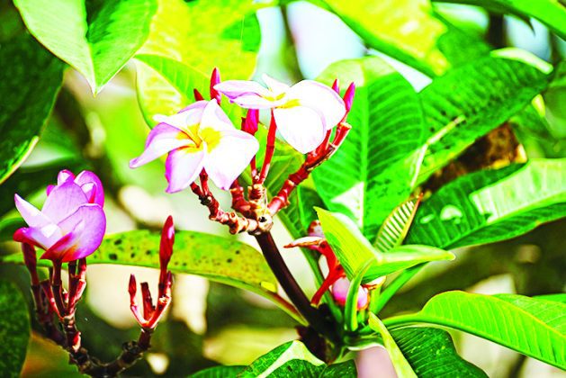 Spotlight on the garden: scented selections from the horticulture team at Pinecrest Gardens