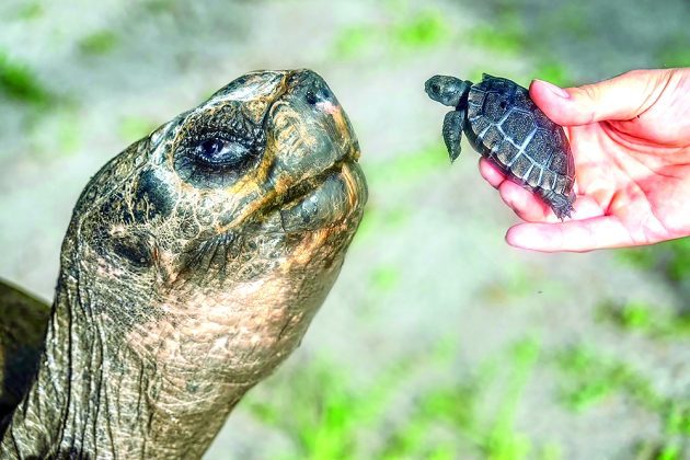 Zoo Miami Galapagos tortoise celebrates being a father for first time at age 134