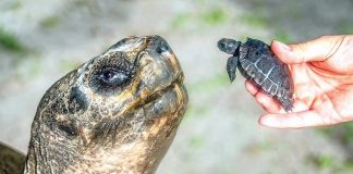 Zoo Miami Galapagos tortoise celebrates being a father for first time at age 134 Zoo Miami Galapagos tortoise celebrates being a father for first time at age 134