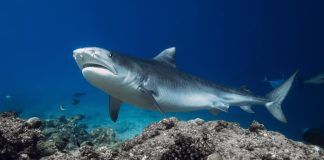 Study tracking large marine animals reveals current conservation strategies are not enough