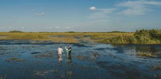 FIU gets $6.375 million renewal from NSF for Everglades research