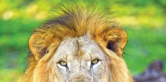 Zoo recently experienced series of animal deaths Zoo recently experienced series of animal deaths