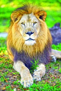 Zoo recently experienced series of animal deaths