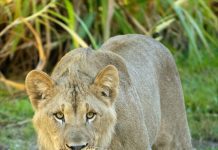 NEW LIONS BRING ROYALTY BACK TO ZOO MIAMI!