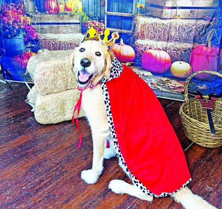 Creative fundraising events benefit worthy causes