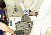 Injured American crocodile treated by Zoo Miami vets Injured American crocodile treated by Zoo Miami vets