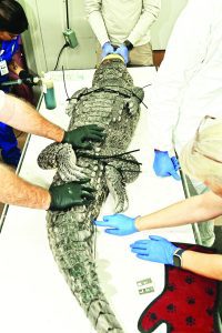 Injured American crocodile treated by Zoo Miami vets