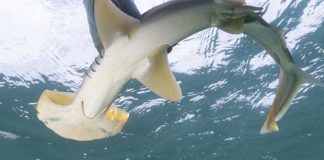 New environmental DNA test could help rare hammerhead sharks fight extinction