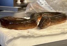 Eating Florida Alive: Asian swamp eel’s quiet invasion puts vital ecosystem at risk