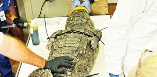 Rescued crocodile dies day after surgery at zoo Rescued crocodile dies day after surgery at zoo