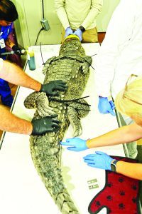 Rescued crocodile dies day after surgery at zoo