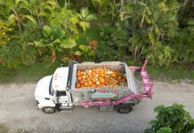 Pinecrest students transform pumpkins into compost at inaugural event Pinecrest students transform pumpkins into compost at inaugural event