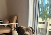 Local Shelter Dog “King” Needs a Forever Home — Adoption Sponsorship Included