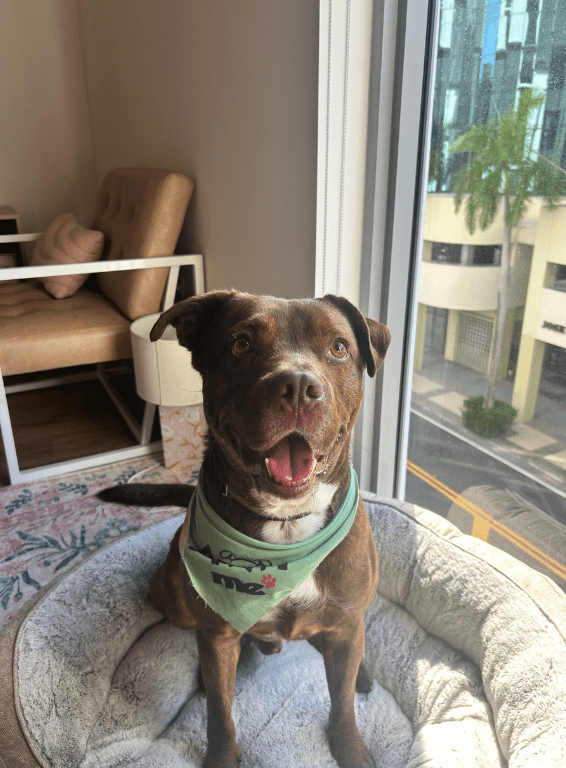 Untitled design - 2025-12-12T103605.484