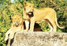 Two new young lions bring Royalty back to Zoo Miami Two new young lions bring Royalty back to Zoo Miami