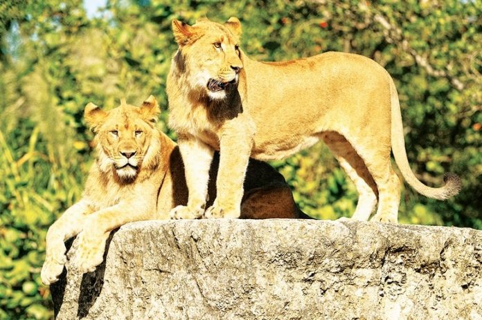 Two new young lions bring Royalty back to Zoo Miami Two new young lions bring Royalty back to Zoo Miami