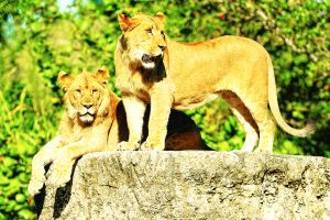 Two new young lions bring Royalty back to Zoo Miami