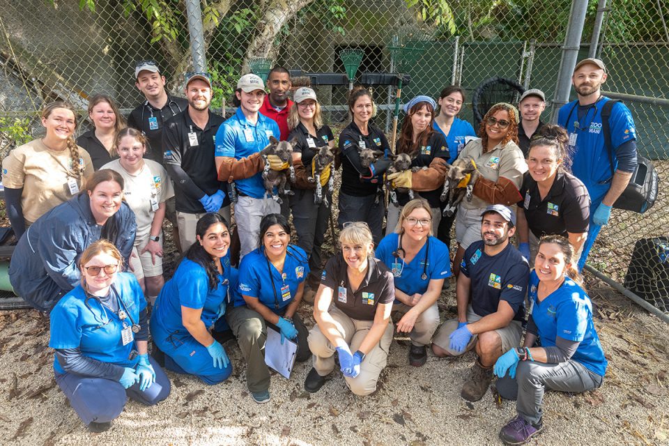 AFRICAN PAINTED DOG PUPPIES AT ZOO MIAMI!